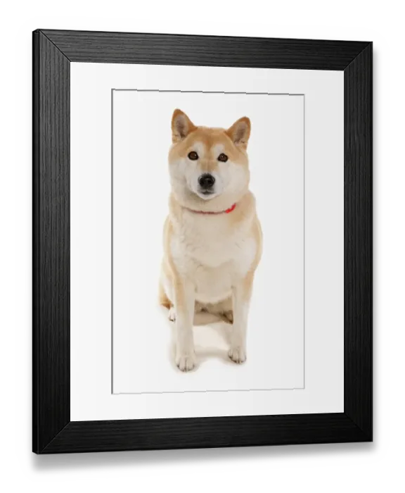 Framed Print : Domestic Dog, Shiba Inu, adult, sitting Framed Print : Domestic Dog, Shiba Inu, adult, sitting