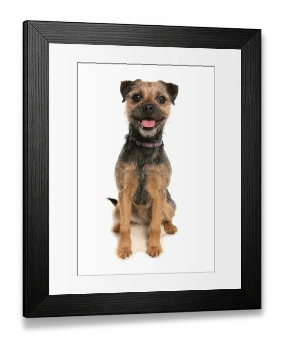 Framed Print : Domestic Dog, Border Terrier, puppy, sitting, panting Framed Print : Domestic Dog, Border Terrier, puppy, sitting, panting