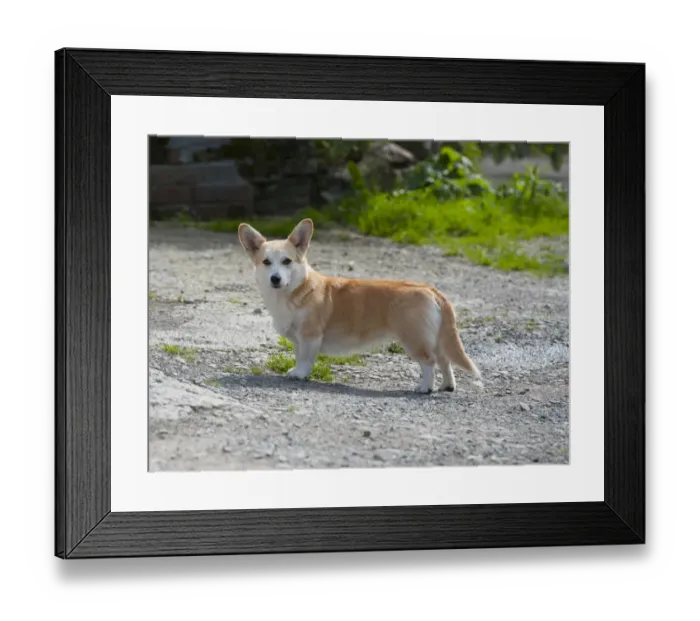 Framed Print : Domestic Dog, Cardigan Welsh Corgi, adult male, standing, Lydbury North, Shropshire, England, September Framed Print : Domestic Dog, Cardigan Welsh Corgi, adult male, standing, Lydbury North, Shropshire, England, September