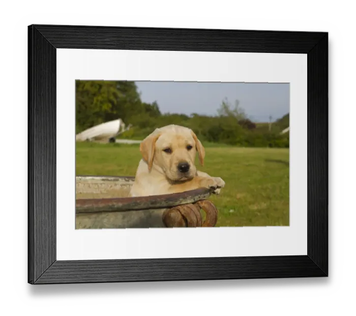 Framed Print : Domestic Dog, Yellow Labrador Retriever, puppy, looking out from urn, Norfolk, England, august Framed Print : Domestic Dog, Yellow Labrador Retriever, puppy, looking out from urn, Norfolk, England, august