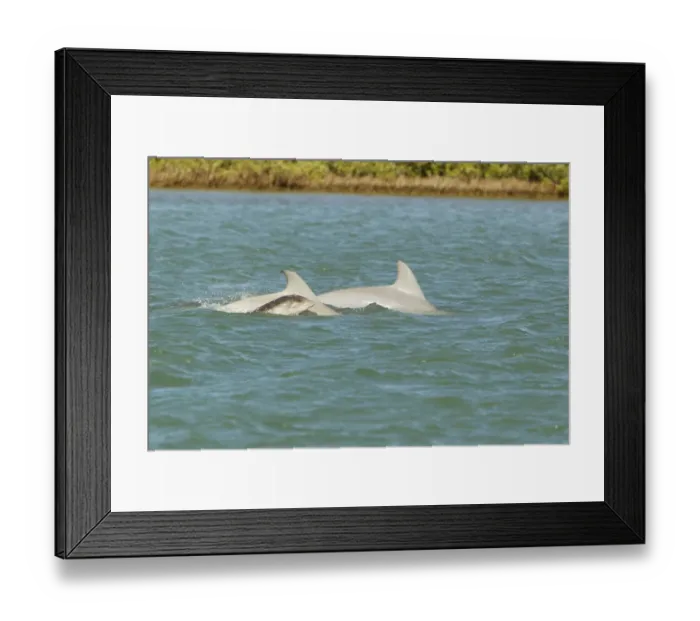 Framed Print : Common Bottlenose Dolphin (Tursiops truncatus) two adults with baby, swimming at surface, South Padre Island, Texas Framed Print : Common Bottlenose Dolphin (Tursiops truncatus) two adults with baby, swimming at surface, South Padre Island, Texas