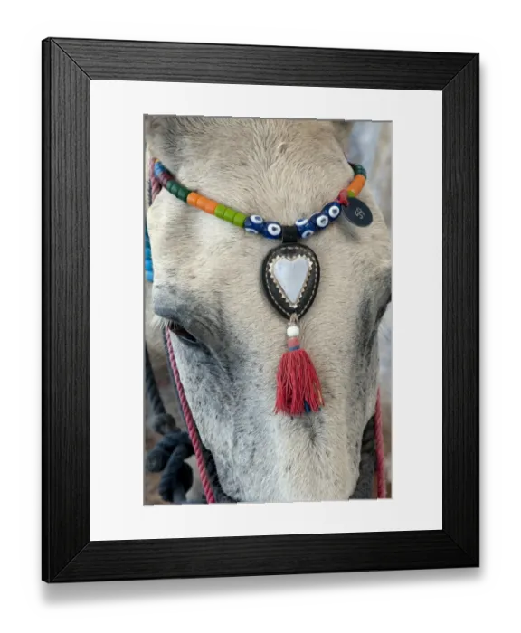 Framed Print : Donkey, adult, close-up of head, with decorative beaded headwear, Fira, Santorini, Cyclades, Aegean Sea, Greece Framed Print : Donkey, adult, close-up of head, with decorative beaded headwear, Fira, Santorini, Cyclades, Aegean Sea, Greece