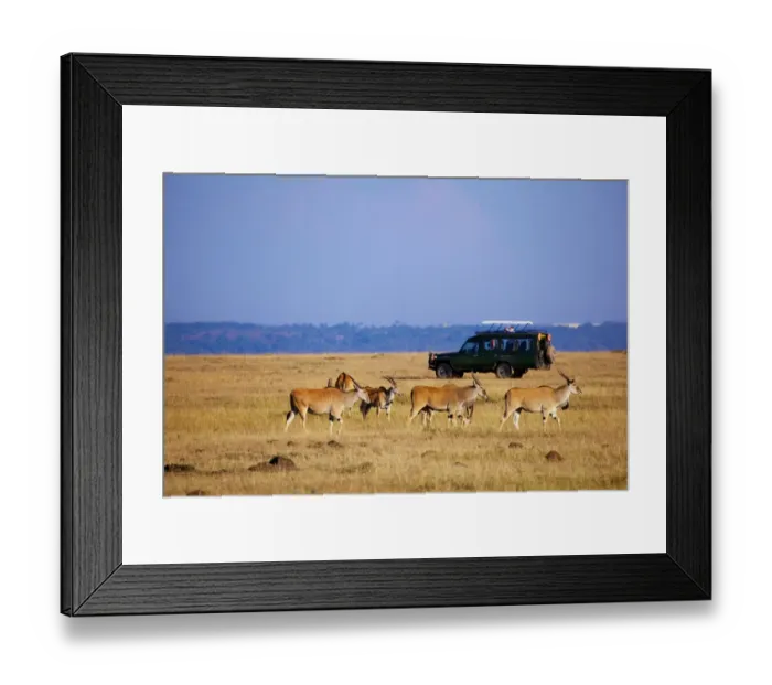 Framed Print : Common Eland (Taurotragus oryx) adults, herd in grassland habitat with tourist safari vehicle, Masai Mara, Kenya Framed Print : Common Eland (Taurotragus oryx) adults, herd in grassland habitat with tourist safari vehicle, Masai Mara, Kenya