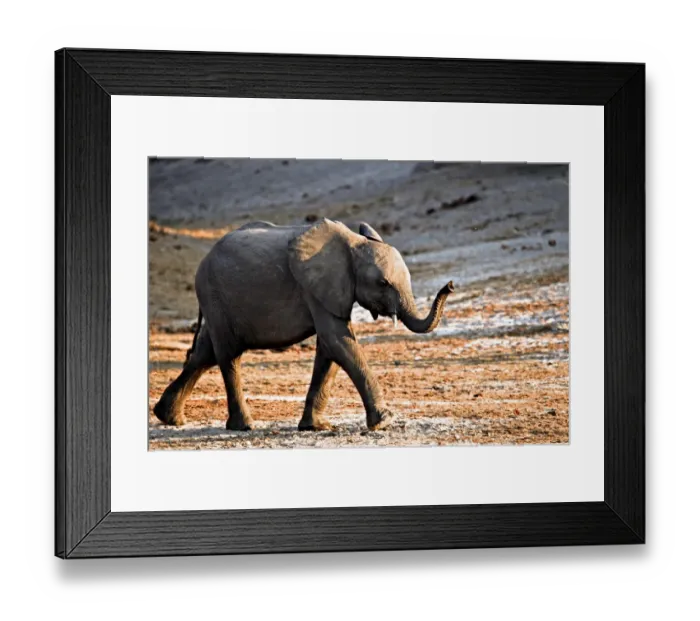 Framed Print : African Elephant (Loxodonta africana) calf, walking with trunk raised, Chobe N. P. Botswana, July Framed Print : African Elephant (Loxodonta africana) calf, walking with trunk raised, Chobe N. P. Botswana, July