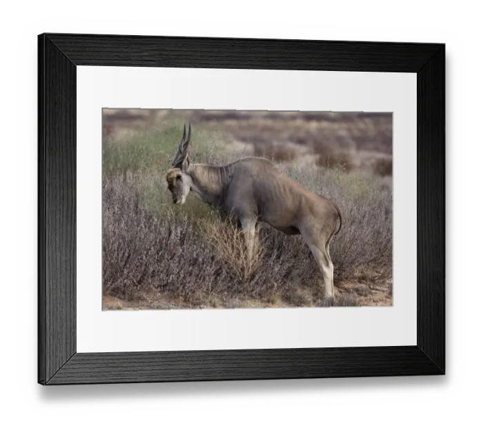 Framed Print : Common Eland (Taurotragus oryx) young male, feeding, browsing on vegetation, Kgalagadi Transfrontier Park Framed Print : Common Eland (Taurotragus oryx) young male, feeding, browsing on vegetation, Kgalagadi Transfrontier Park