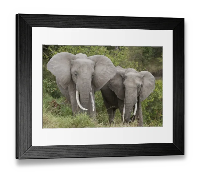 Framed Print : African Elephant (Loxodonta africana) two adults, standing together, Masai Mara, Kenya, August Framed Print : African Elephant (Loxodonta africana) two adults, standing together, Masai Mara, Kenya, August