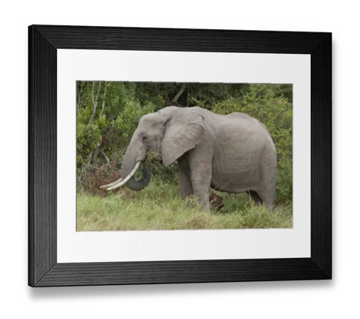 Framed Print : African Elephant (Loxodonta africana) adult, feeding on grass, Masai Mara, Kenya, August Framed Print : African Elephant (Loxodonta africana) adult, feeding on grass, Masai Mara, Kenya, August