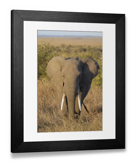Framed Print : African Elephant (Loxodonta africana) adult male, standing in savannah, Masai Mara, Kenya, August Framed Print : African Elephant (Loxodonta africana) adult male, standing in savannah, Masai Mara, Kenya, August