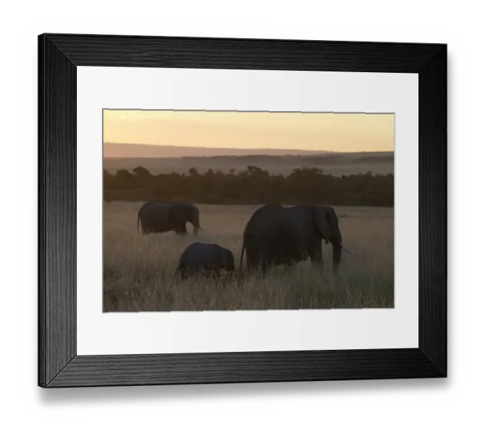 Framed Print : African Elephant (Loxodonta africana) adult females and calf, standing in savannah habitat at sunset, Masai Mara