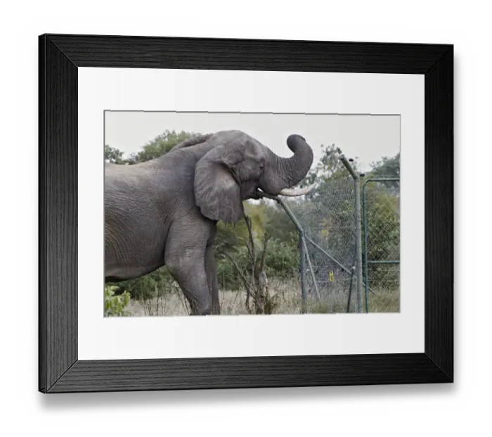 Framed Print : African Elephant (Loxodonta africana) adult male, damaging fence at solar-powered waterpump, Timbavati Game Reserve Framed Print : African Elephant (Loxodonta africana) adult male, damaging fence at solar-powered waterpump, Timbavati Game Reserve