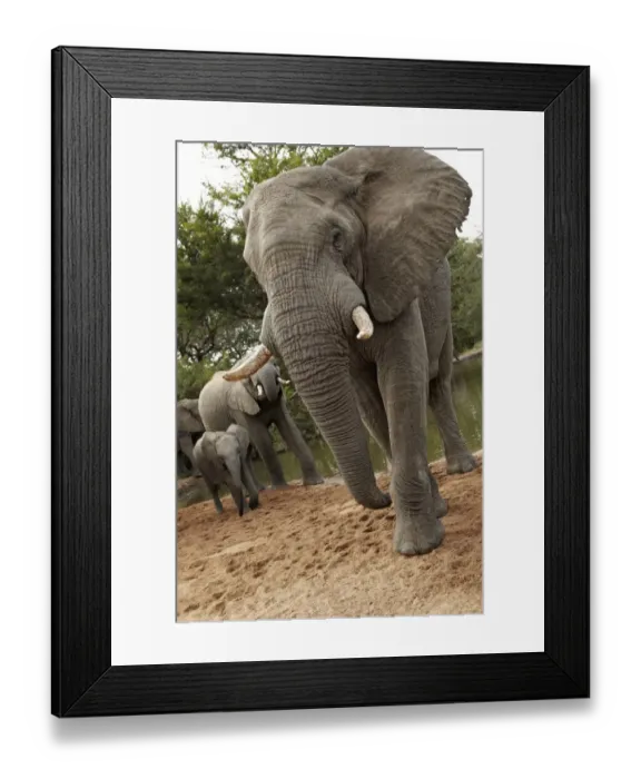 Framed Print : African Elephant (Loxodonta africana) adult male, females and calf, drinking at waterhole, Timbavati Game Reserve Framed Print : African Elephant (Loxodonta africana) adult male, females and calf, drinking at waterhole, Timbavati Game Reserve