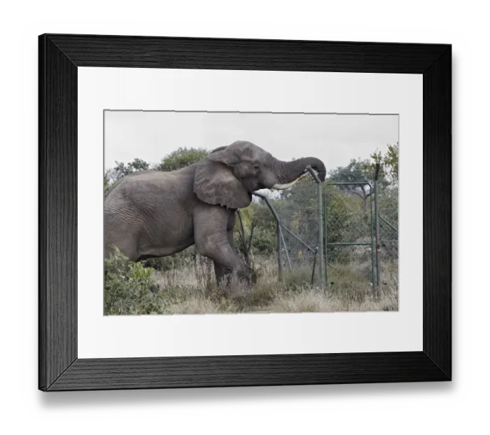 Framed Print : African Elephant (Loxodonta africana) adult male, damaging fence at solar-powered waterpump, Timbavati Game Reserve Framed Print : African Elephant (Loxodonta africana) adult male, damaging fence at solar-powered waterpump, Timbavati Game Reserve