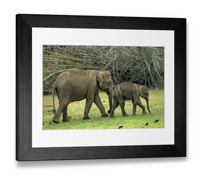 Framed Print : Indian Elephant (Elephas maximus indicus) adult female escorting sick and malnourished calf, Kabani Forest Framed Print : Indian Elephant (Elephas maximus indicus) adult female escorting sick and malnourished calf, Kabani Forest
