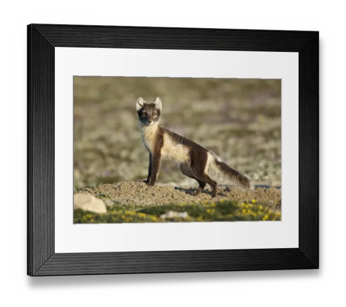 Framed Print : Arctic Fox (Alopex lagopus) adult female, summer coat, standing on tundra, Nunavut, Canada, July Framed Print : Arctic Fox (Alopex lagopus) adult female, summer coat, standing on tundra, Nunavut, Canada, July