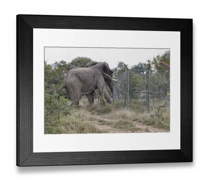 Framed Print : African Elephant (Loxodonta africana) adult male, damaging fence at solar-powered waterpump, Timbavati Game Reserve Framed Print : African Elephant (Loxodonta africana) adult male, damaging fence at solar-powered waterpump, Timbavati Game Reserve