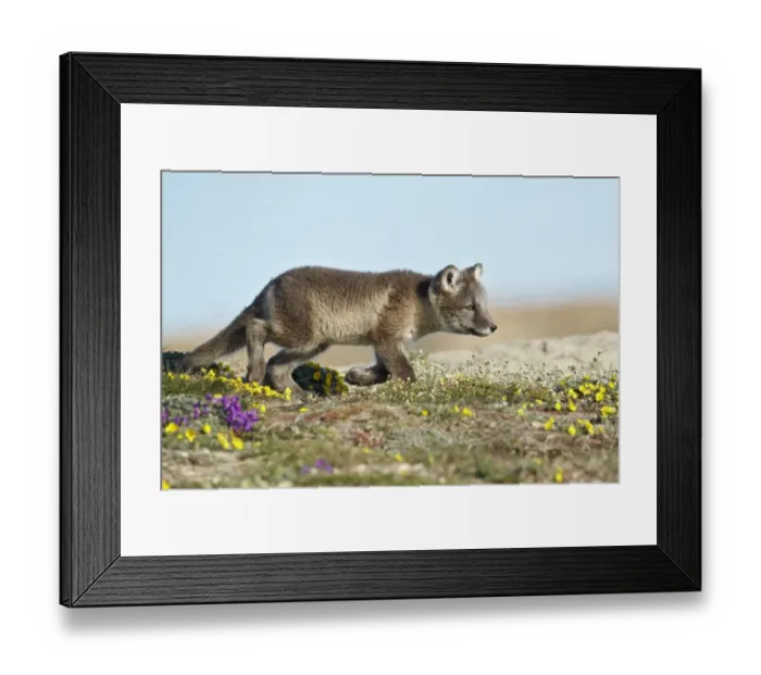 Framed Print : Arctic Fox (Alopex lagopus) cub, walking on tundra, Nunavut, Canada, July