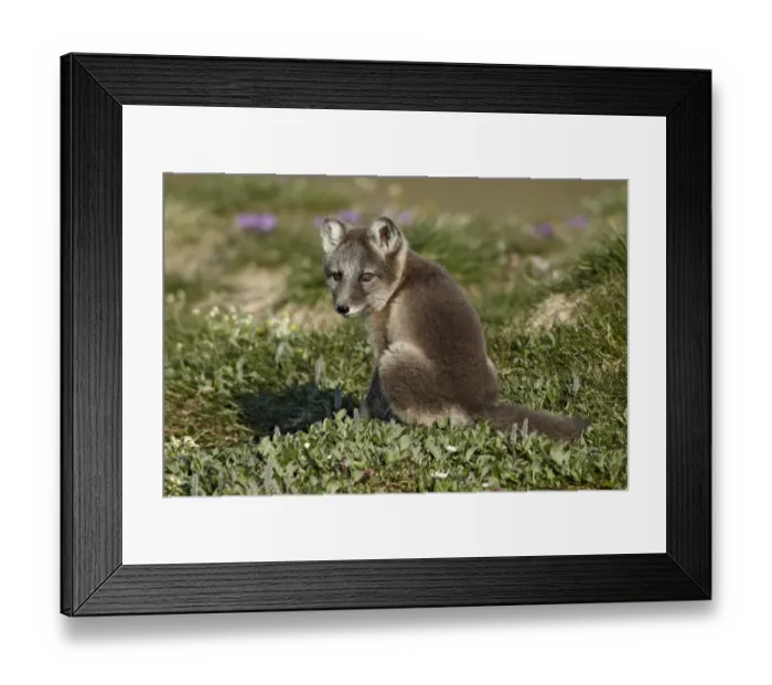 Framed Print : Arctic Fox (Alopex lagopus) cub, looking over shoulder, sitting near den on tundra, Nunavut, Canada, July