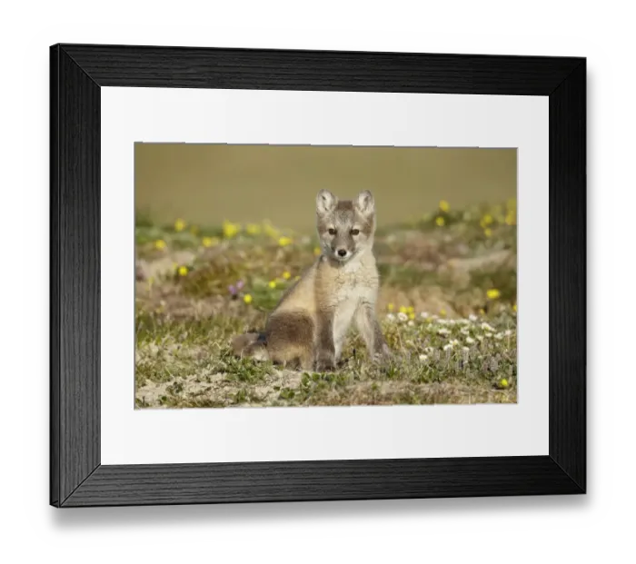 Framed Print : Arctic Fox (Alopex lagopus) cub, sitting on tundra, Nunavut, Canada, July Framed Print : Arctic Fox (Alopex lagopus) cub, sitting on tundra, Nunavut, Canada, July