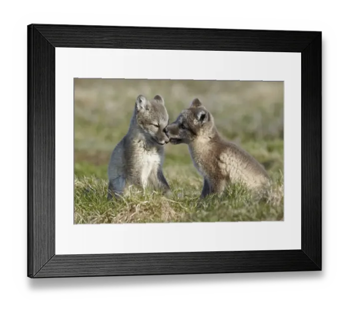 Framed Print : Arctic Fox (Alopex lagopus) two cubs, playing, Nunavut, Canada, July Framed Print : Arctic Fox (Alopex lagopus) two cubs, playing, Nunavut, Canada, July