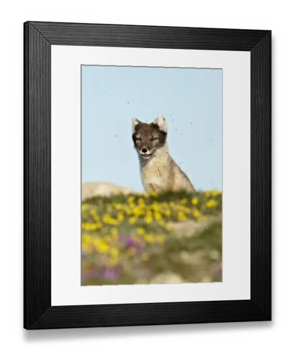 Framed Print : Arctic Fox (Alopex lagopus) adult male, summer coat, sitting on tundra, surrounded by mosquitoes, Nunavut, Canada, July Framed Print : Arctic Fox (Alopex lagopus) adult male, summer coat, sitting on tundra, surrounded by mosquitoes, Nunavut, Canada, July
