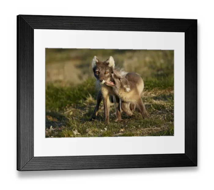 Framed Print : Arctic Fox (Alopex lagopus) adult female, summer coat, playing with cub, Nunavut, Canada, July