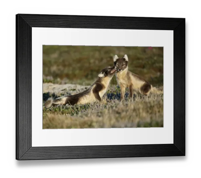 Framed Print : Arctic Fox (Alopex lagopus) adult pair, summer coat, interacting on tundra, Nunavut, Canada, July Framed Print : Arctic Fox (Alopex lagopus) adult pair, summer coat, interacting on tundra, Nunavut, Canada, July