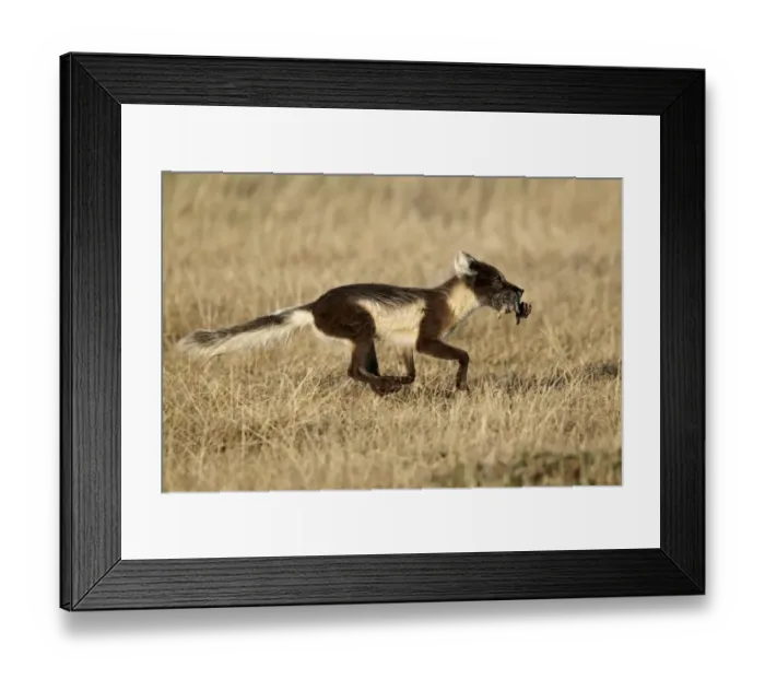 Framed Print : Arctic Fox (Alopex lagopus) adult female, summer coat, running with food in mouth, returning to feed cubs, Nunavut Framed Print : Arctic Fox (Alopex lagopus) adult female, summer coat, running with food in mouth, returning to feed cubs, Nunavut