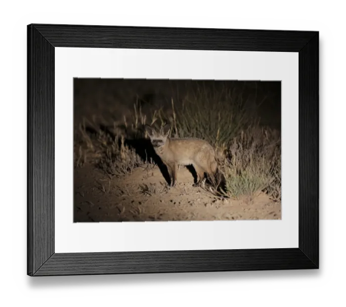 Framed Print : Bat-eared Fox (Otocyon megalotis) adult, standing on ground, spotlit at night, Kgalagadi Transfrontier Park