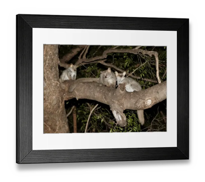 Framed Print : Brown Greater Galago (Otolemur crassicaudatus) three adults, sitting on branch at night, Pafuri Reserve Framed Print : Brown Greater Galago (Otolemur crassicaudatus) three adults, sitting on branch at night, Pafuri Reserve