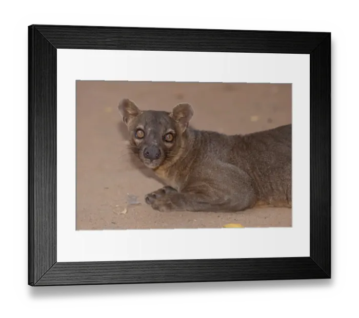 Framed Print : Fossa (Cryptoprocta ferox) adult male, resting on forest path at night, Madagascar, October Framed Print : Fossa (Cryptoprocta ferox) adult male, resting on forest path at night, Madagascar, October