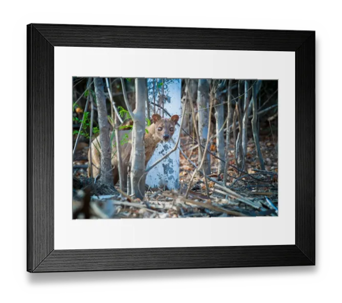 Framed Print : Fossa (Cryptoprocta ferox) adult female, standing amongst tree trunks in forest, Madagascar, October Framed Print : Fossa (Cryptoprocta ferox) adult female, standing amongst tree trunks in forest, Madagascar, October