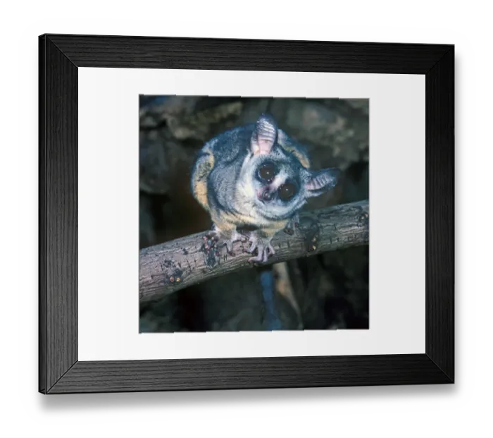 Framed Print : Lesser Northern Bushbaby (Galago senegalensis) On tree branch - close-up (S) Framed Print : Lesser Northern Bushbaby (Galago senegalensis) On tree branch - close-up (S)