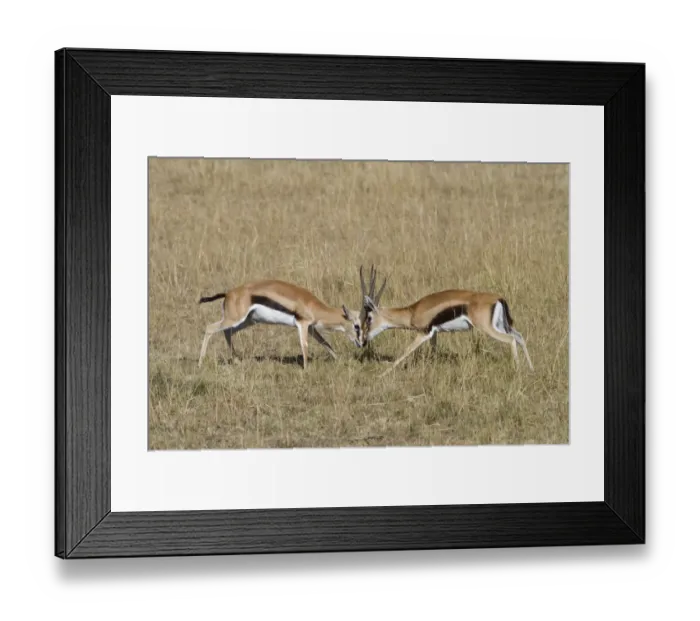 Framed Print : Thomsons Gazelle (Gazella thomsoni) two adult males, fighting, Masai Mara, Kenya, August Framed Print : Thomsons Gazelle (Gazella thomsoni) two adult males, fighting, Masai Mara, Kenya, August