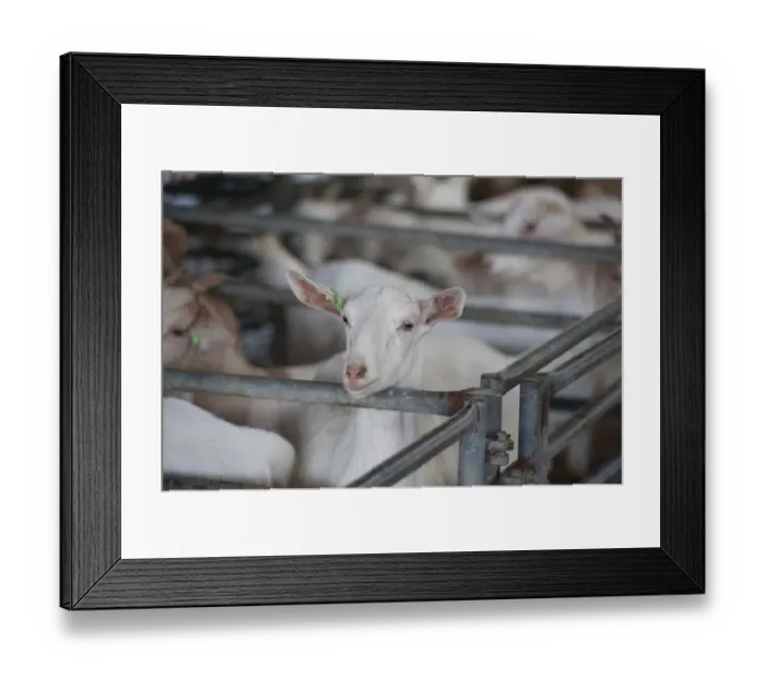 Framed Print : Domestic Goat, Boer cross dairy goats, sold for meat, in pens at livestock market, Leek Auction Mart, Staffordshire Framed Print : Domestic Goat, Boer cross dairy goats, sold for meat, in pens at livestock market, Leek Auction Mart, Staffordshire