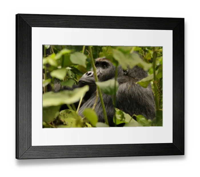Framed Print : Eastern Lowland Gorilla (Gorilla beringei graueri) Chimanuka adult male silverback, amongst forest undergrowth Framed Print : Eastern Lowland Gorilla (Gorilla beringei graueri) Chimanuka adult male silverback, amongst forest undergrowth
