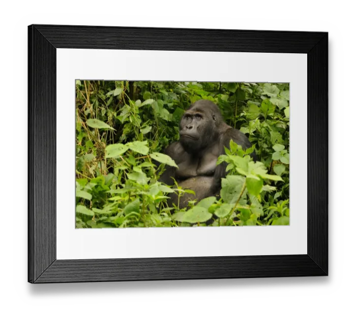 Framed Print : Eastern Lowland Gorilla (Gorilla beringei graueri) Chimanuka adult male silverback, sitting in forest undergrowth Framed Print : Eastern Lowland Gorilla (Gorilla beringei graueri) Chimanuka adult male silverback, sitting in forest undergrowth