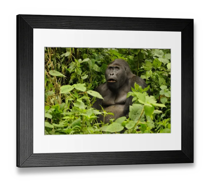 Framed Print : Eastern Lowland Gorilla (Gorilla beringei graueri) Chimanuka adult male silverback, feeding in forest undergrowth Framed Print : Eastern Lowland Gorilla (Gorilla beringei graueri) Chimanuka adult male silverback, feeding in forest undergrowth