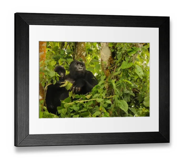 Framed Print : Eastern Lowland Gorilla (Gorilla beringei graueri) adult female with young, Chimanuka family, Kahuzi-Biega N. P