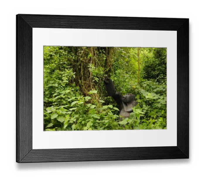 Framed Print : Eastern Lowland Gorilla (Gorilla beringei graueri) Chimanuka adult male silverback, feeding in forest habitat Framed Print : Eastern Lowland Gorilla (Gorilla beringei graueri) Chimanuka adult male silverback, feeding in forest habitat