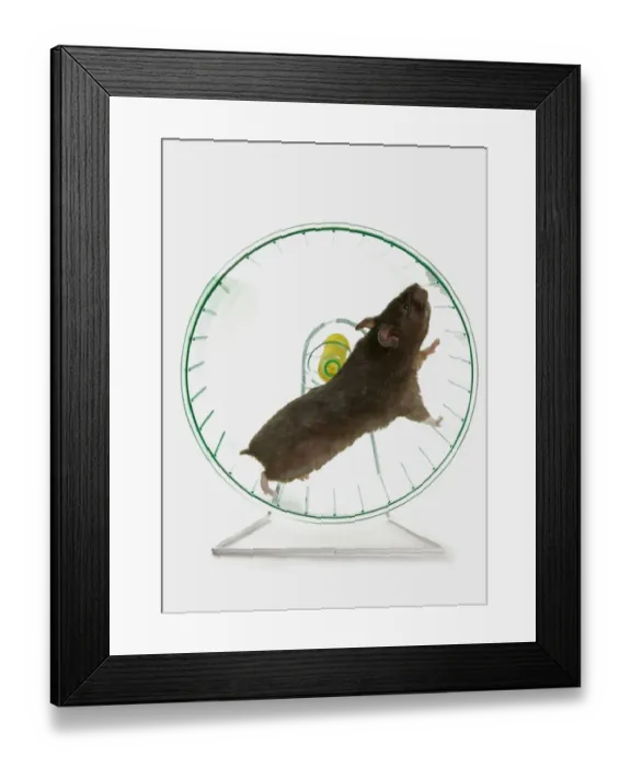 Framed Print : Domestic Hamster, adult, running on exercise wheel Framed Print : Domestic Hamster, adult, running on exercise wheel