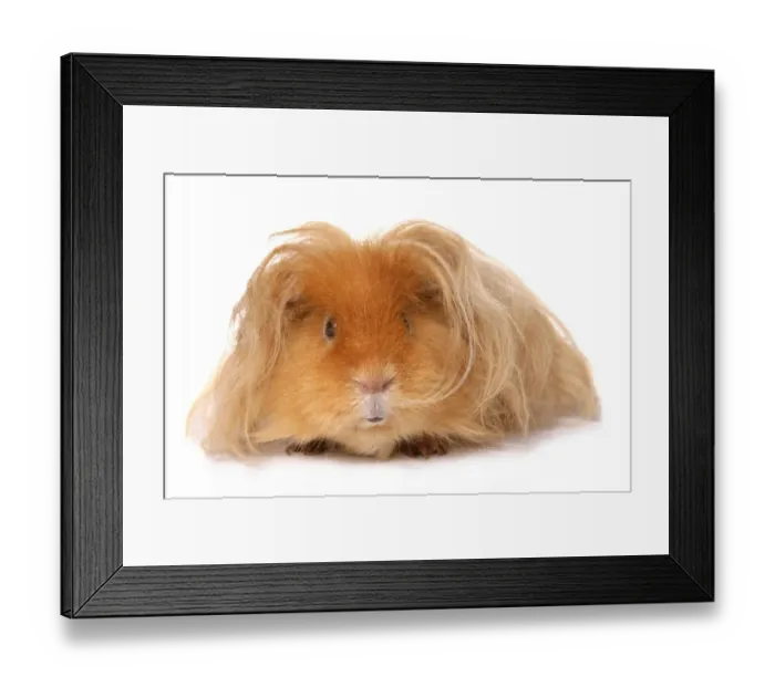 Framed Print : Domestic Guinea Pig (Cavia porcellus) adult, with long hair, standing Framed Print : Domestic Guinea Pig (Cavia porcellus) adult, with long hair, standing