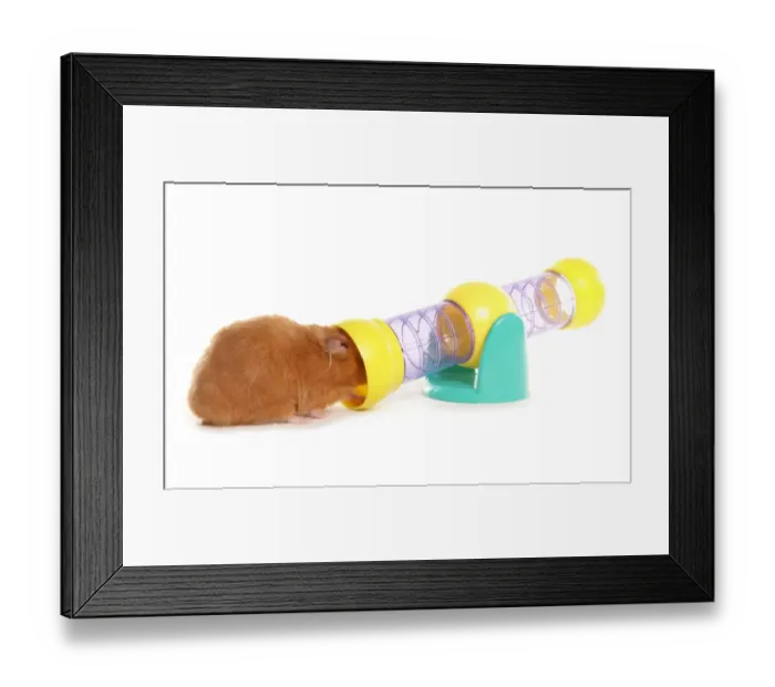 Framed Print : Domestic Hamster, adult, entering toy tunnel Framed Print : Domestic Hamster, adult, entering toy tunnel