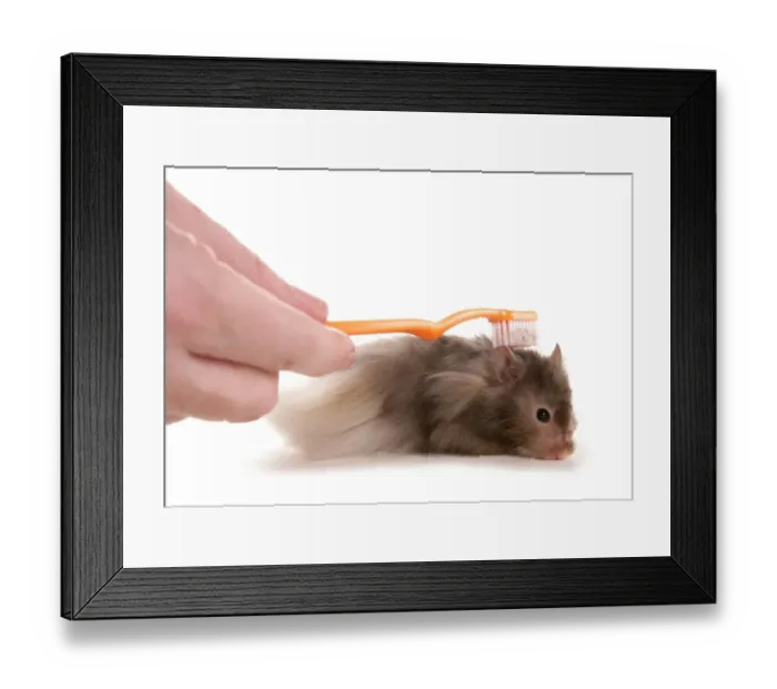 Framed Print : Domestic Hamster, adult, being brushed by owner Framed Print : Domestic Hamster, adult, being brushed by owner