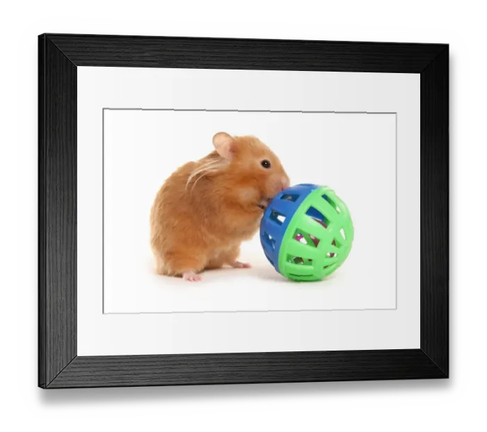 Framed Print : Domestic Hamster, adult, playing with toy