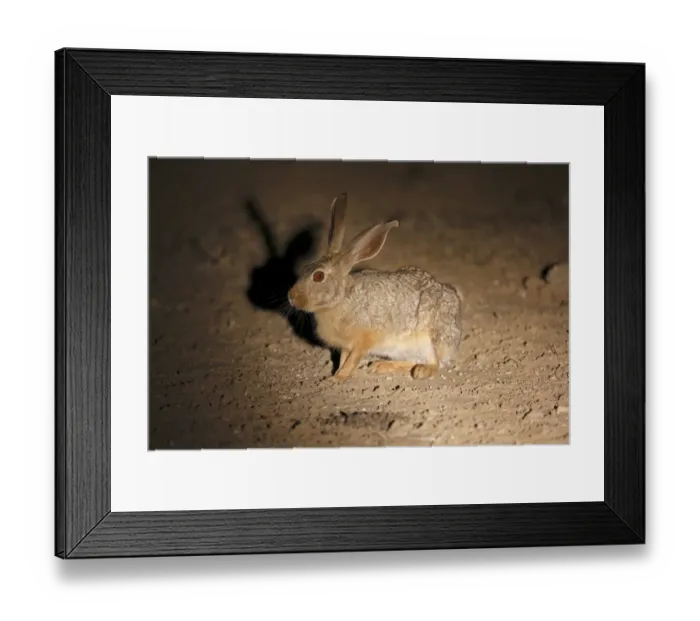 Framed Print : Cape Hare (Lepus capensis) adult, sitting on ground, spotlight at night, Kgalagadi Transfrontier Park Framed Print : Cape Hare (Lepus capensis) adult, sitting on ground, spotlight at night, Kgalagadi Transfrontier Park