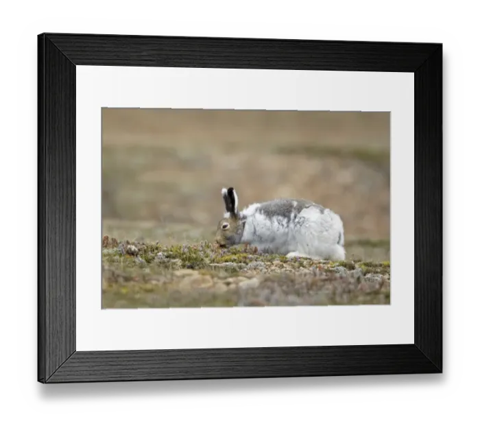 Framed Print : American Arctic Hare (Lepus arcticus) adult, moulting winter coat, feeding on tundra, Nunavut, Canada, July