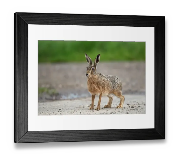 Framed Print : European Hare (Lepus europaeus) adult, standing on track, Lincolnshire, England, july Framed Print : European Hare (Lepus europaeus) adult, standing on track, Lincolnshire, England, july