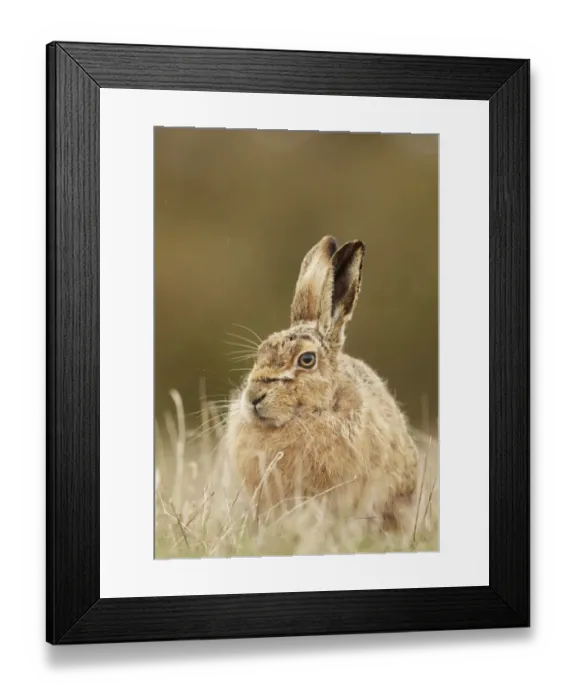 Framed Print : European Hare (Lepus europaeus) adult, sitting in grass during rain shower, Suffolk, England, March Framed Print : European Hare (Lepus europaeus) adult, sitting in grass during rain shower, Suffolk, England, March