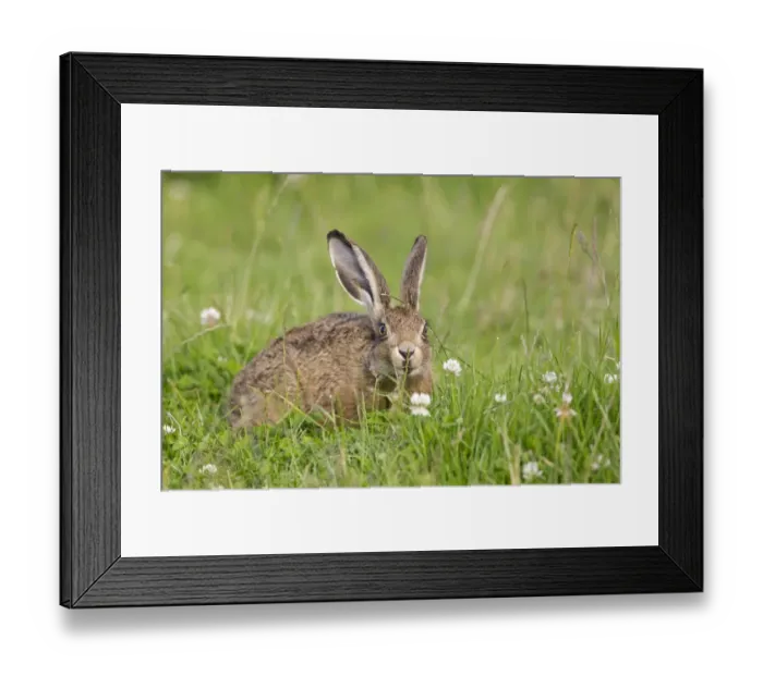 Framed Print : European Hare (Lepus europaeus) leveret, sitting in field, sniffing grass to detect passage of other hares, Suffolk Framed Print : European Hare (Lepus europaeus) leveret, sitting in field, sniffing grass to detect passage of other hares, Suffolk