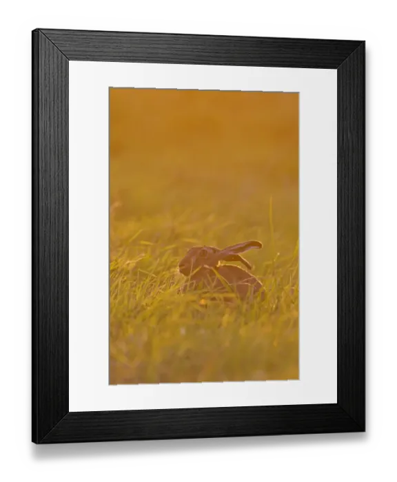 Framed Print : European Hare (Lepus europaeus) adult, sitting in grass field at sunset, Suffolk, England, June Framed Print : European Hare (Lepus europaeus) adult, sitting in grass field at sunset, Suffolk, England, June